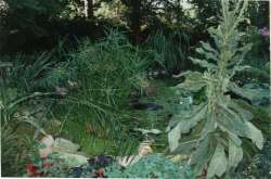 Frail Pond