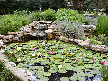 Williams Pond 4