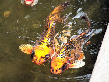 Koi