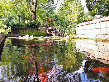 The Summer Pond
