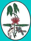 Small Club Logo