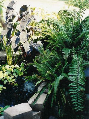 The Warner Pond