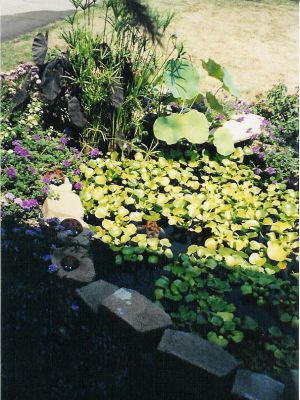 The Warner Pond
